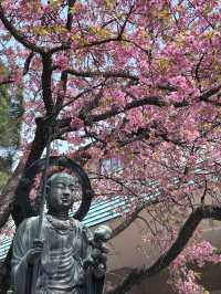 Mitsuzo-in Temple Cherry Blossoms– Kyoto’s Best-Kept Mountain Sakura Secret