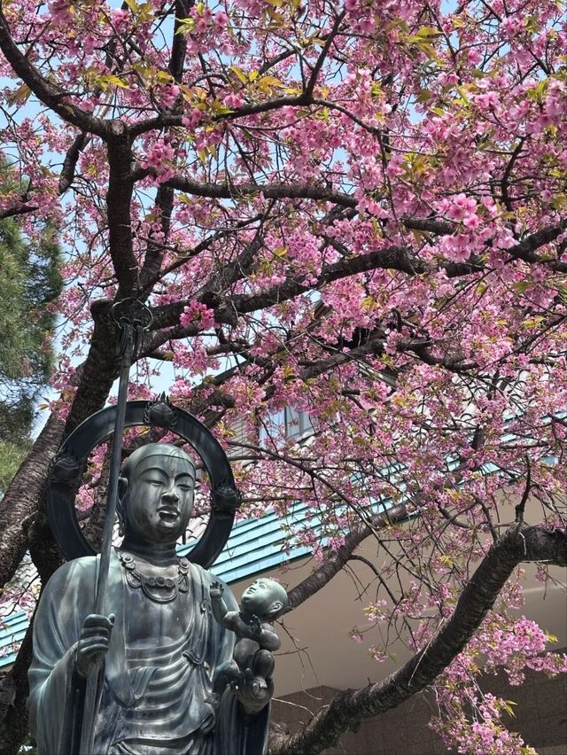 Mitsuzo-in Temple Cherry Blossoms– Kyoto’s Best-Kept Mountain Sakura Secret