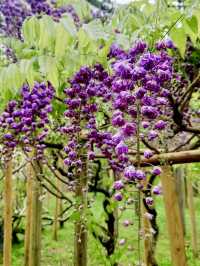 Rainy Day Bliss at Manyo Botanical Gardens