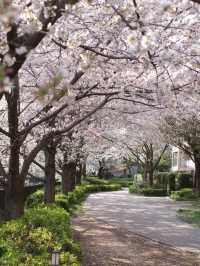 Musashino Park – Tokyo’s Suburban Sakura Sanctuary
