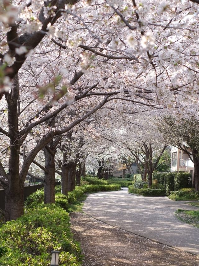 Musashino Park – Tokyo’s Suburban Sakura Sanctuary