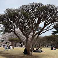 【都会のオアシス】東京 新宿 新宿御苑 季節ごとに異なる鮮やかな景色が楽しめる公園