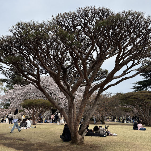 【都会のオアシス】東京 新宿 新宿御苑 季節ごとに異なる鮮やかな景色が楽しめる公園