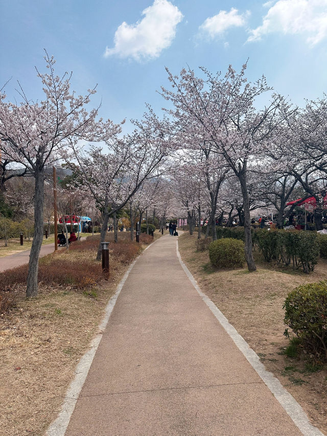 Petals & Paradise: My Cherry Blossom Adventure in Jinhae