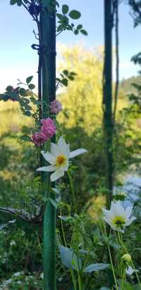 🎨 Fondation Monet in Giverny – 모네의 정원, 꿈같은 아침