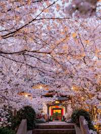 Cherry Blossoms at Mengxi Garden