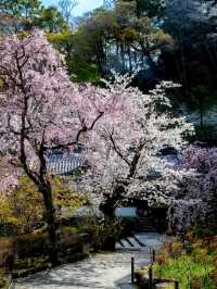 Nara Hase-dera Temple: A Romantic Encounter of Cherry Blossoms and Ancient Temples 🌸⛩️