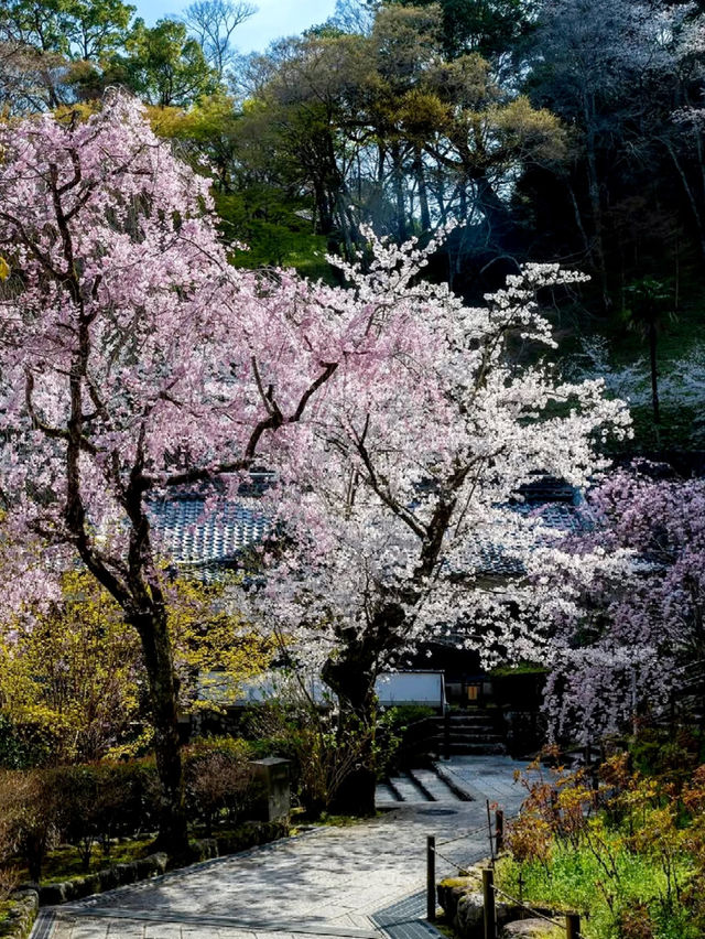 Nara Hase-dera Temple: A Romantic Encounter of Cherry Blossoms and Ancient Temples 🌸⛩️