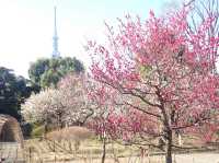 🌸 Mukojima-Hyakkaen: Tokyo's Secret Edo-Period Sakura Garden 🌸