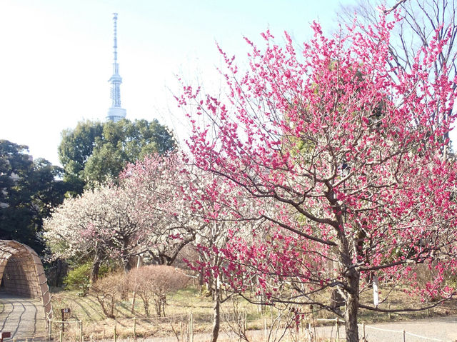 🌸 Mukojima-Hyakkaen: Tokyo's Secret Edo-Period Sakura Garden 🌸