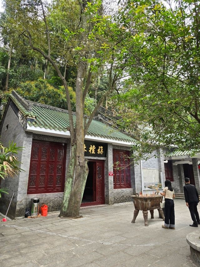 🌿 肇慶鼎湖山：綠色逃亡秘境！🌄