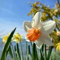 Cherry Blossoms by Lake Geneva: A Stunning Spring Spectacle
