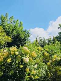 A White Cloud Descends: Discovering the Ethereal Hydrangea Seas of Jukwhagyeong