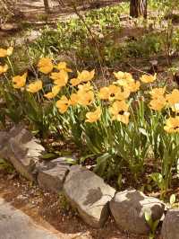 Spring Blooms and Serene Landscapes