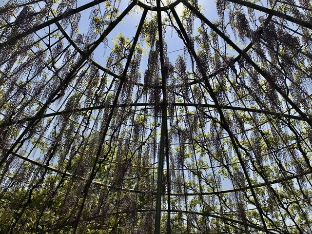 「紫藤物語〜大藤節」在足利花卉公園綻放