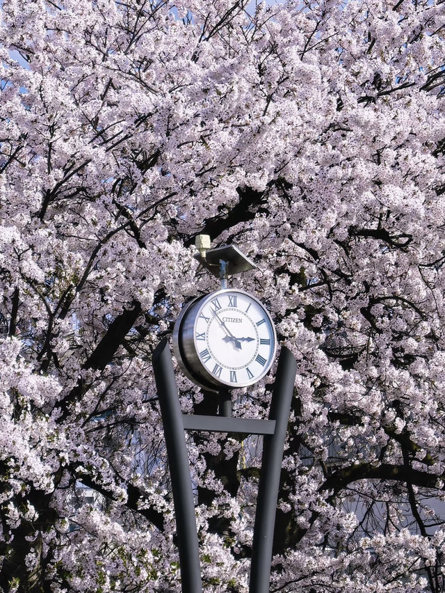 日本🇯🇵｜超浪漫的櫻花愛心🌸🩷