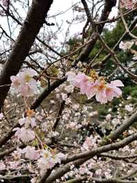 A Blossoming Escape: Cherry Blossom Bliss at Shinjuku Gyoen National Garden