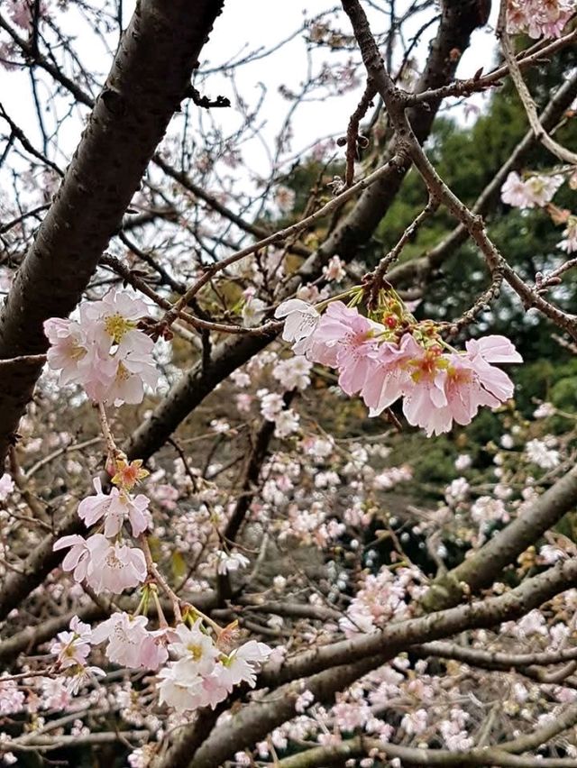 A Blossoming Escape: Cherry Blossom Bliss at Shinjuku Gyoen National Garden