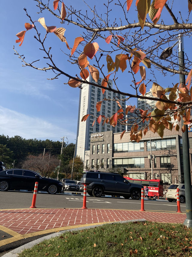 Seoul for fall colors