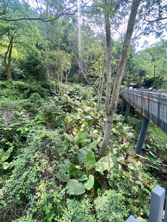 城市中的⛰️陽台山森林公園✨體驗自然風光行程推薦🏞️ 