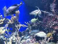 #新加坡S.E.A Aquarium-新加坡聖淘沙島