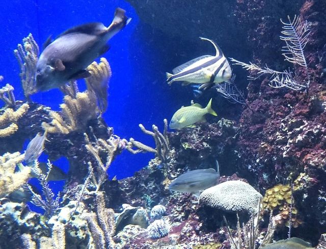 #新加坡S.E.A Aquarium-新加坡聖淘沙島