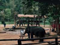 ศูนย์อนุรักษ์ช้างไทย ลำปาง