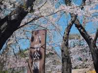 Through the Cherry Blossom Tunnel: A Fairytale Rail Journey to Ashino Koen