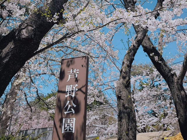 Through the Cherry Blossom Tunnel: A Fairytale Rail Journey to Ashino Koen