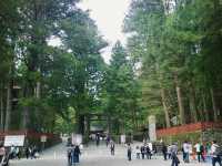 Nikko's Ancient Cedar Avenue: Japan's April Awakening