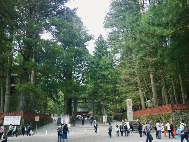 Nikko's Ancient Cedar Avenue: Japan's April Awakening