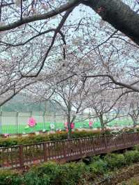 Jinhae in Bloom: Strolling Along Yeojwacheon Stream