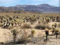 Cholla Cactus Garden – Joshua Tree NP, CA