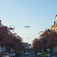 Bonn: Blossoms in the Heart of Europe
