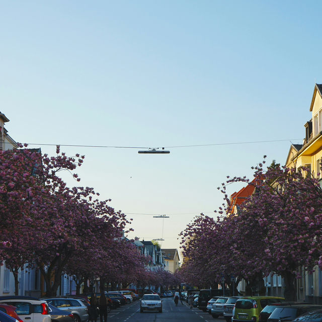Bonn: Blossoms in the Heart of Europe