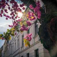 Bonn’s Cherry Blossom Avenue: Europe’s Hidden Spring Gem