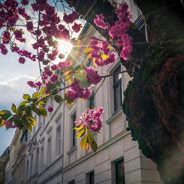 Bonn’s Cherry Blossom Avenue: Europe’s Hidden Spring Gem