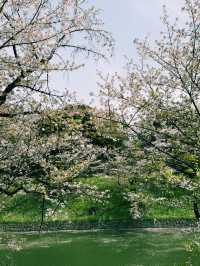 東京｜地鐵半藏門線｜紫藤色的都市脈動與文化交織