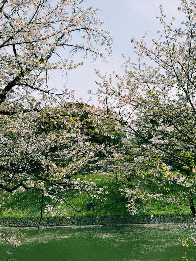 東京｜地鐵半藏門線｜紫藤色的都市脈動與文化交織