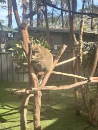 ポートマッコーリーのKoala Hospital 🐨💚