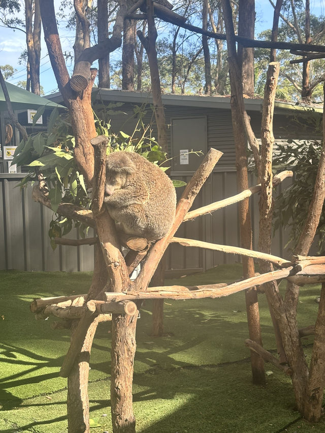 ポートマッコーリーのKoala Hospital 🐨💚