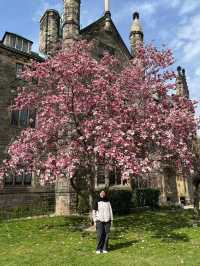 Magnolia
