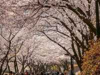 Title: Spring Magic in Seoul – Yeouido Cherry Blossom Festival