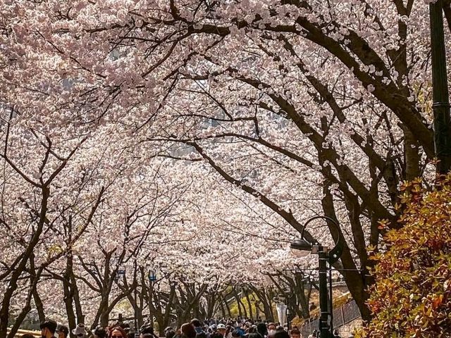 Title: Spring Magic in Seoul – Yeouido Cherry Blossom Festival