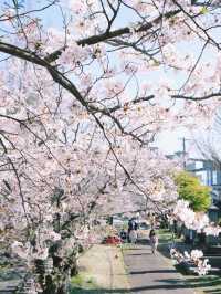 Spring Exchange Adventure | Sakura in Kyushu, Nature’s Best! 🌸