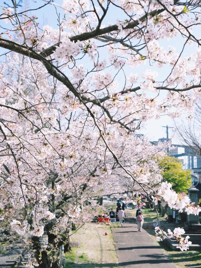 Spring Exchange Adventure | Sakura in Kyushu, Nature’s Best! 🌸