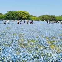 福岡🇯🇵賞花必到 海中道海濱公園💐