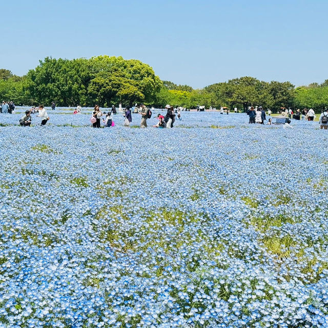 福岡🇯🇵賞花必到 海中道海濱公園💐