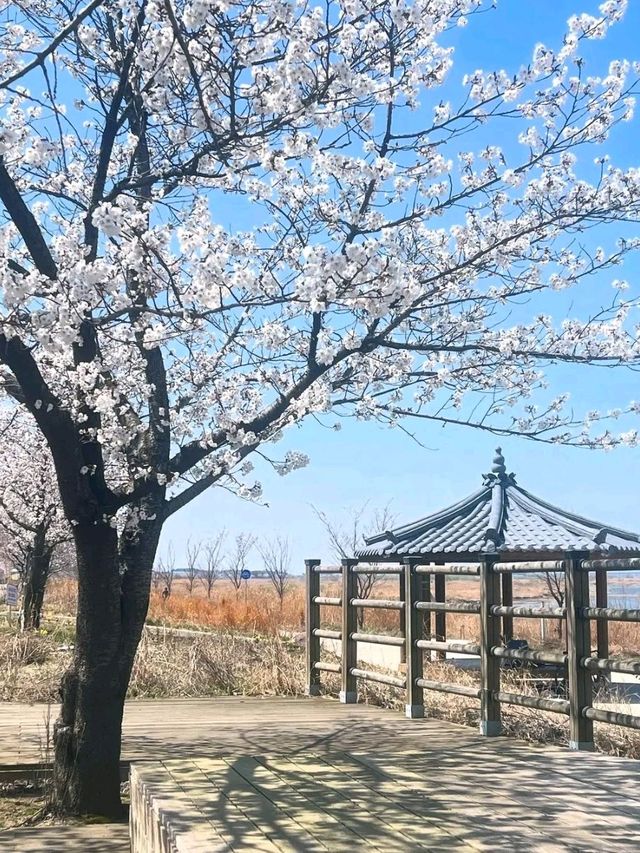 Title: Gwangju – The City of Light, Art, and Courage