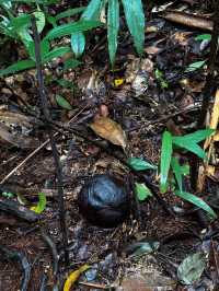 Does the rafflesia flower really smell bad💐?